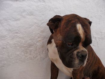 Close-up of boxer dog sitting against white wall