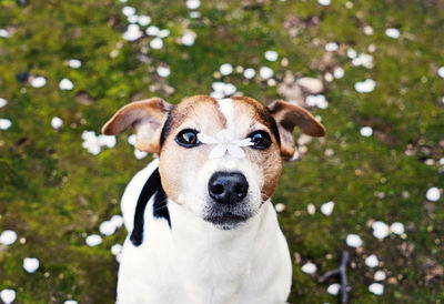 Close-up portrait of dog