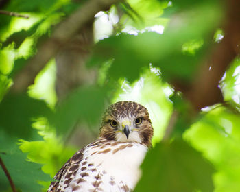 Portrait of a bird