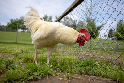 View of a bird on field