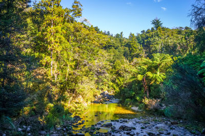 Scenic view of lake amidst trees in forest against sky