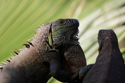 Close-up of a lizard