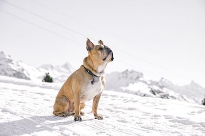 Dog looking away on snowcapped mountain against sky