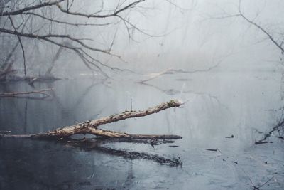 Close-up of bare tree in lake during winter