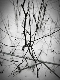 Close-up of bare tree against sky