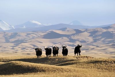 Yaks on field against sky