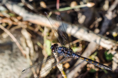 Close-up of damselfly on leaf