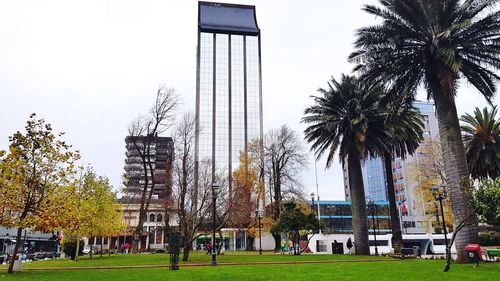 Palm trees in park against sky