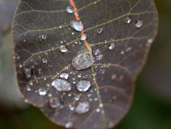 Close-up of raindrops on leaves