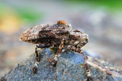 Close-up of insect on rock