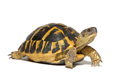 Close-up of turtle against white background