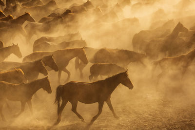 View of a horse on field