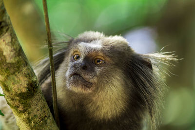 Close-up portrait of a monkey