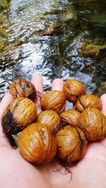 High angle view of hand holding food in water