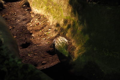 High angle view of an animal on land