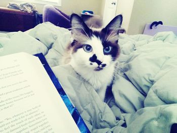 Portrait of a cat on bed at home