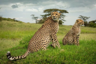 Cheetah sits beside cub on grassy mound