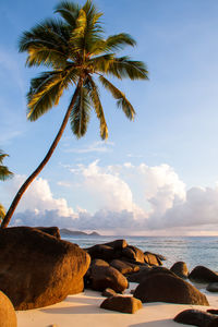 Beautiful beach in seychelles with rocks and palm trees, blue indian ocean and picturesque sky.