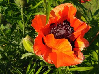 Close-up of orange flower blooming outdoors