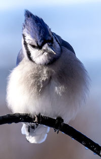 Bluejay high up on a perch