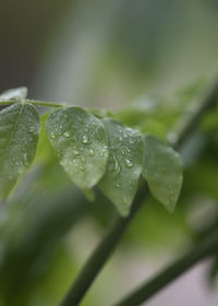 Close-up of water drops on plant leaves