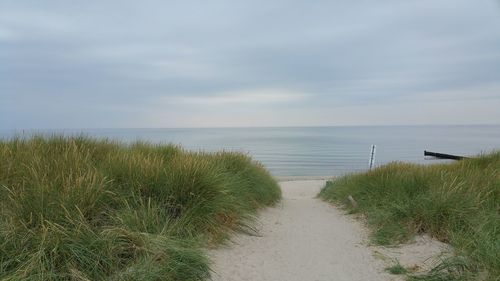 Footpath amidst bushes leading towards beach