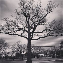 Bare trees against sky