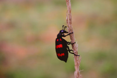 Close-up of insect on plant