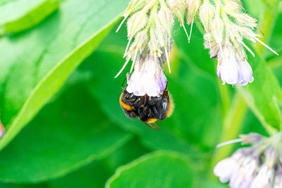 Large yellow honey and black striped bee pollinating comfrey flowering purple plants. close up view