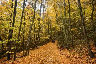 Rear view of person walking on footpath in forest