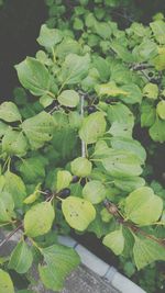 Close-up of fresh green plants in water