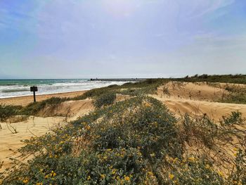 Scenic view of beach against sky