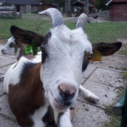 Close-up of goat