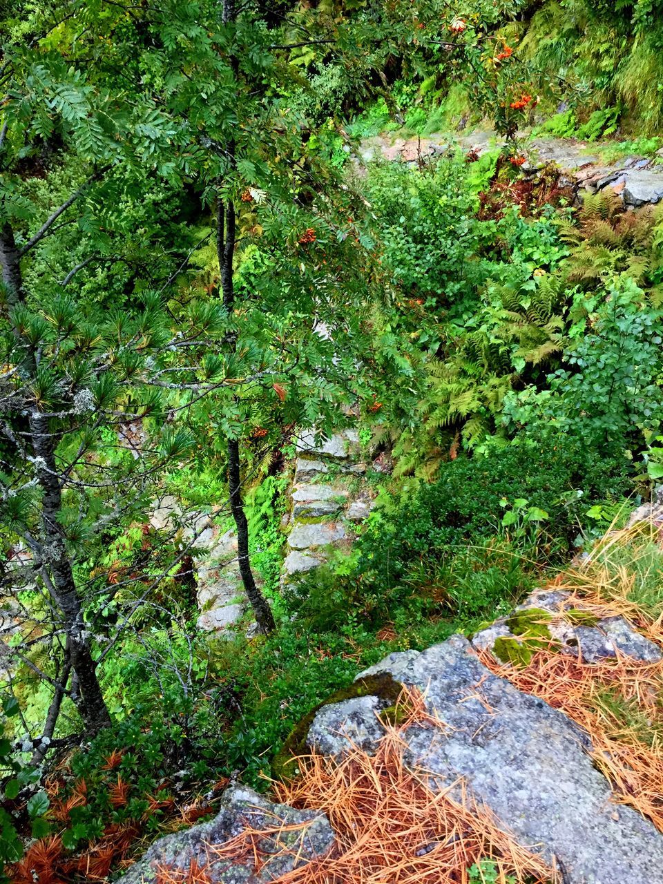 green color, tree, growth, plant, tranquility, nature, tranquil scene, scenics, beauty in nature, non-urban scene, green, day, outdoors, narrow, vacations, remote, footpath, garden, summer, solitude, tourism, park, no people, growing