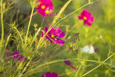 Close-up of pink flowering plants on field