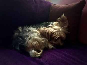 Dog sleeping on sofa