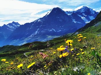 Scenics with of flowers with snowcapped mountains against cloudy sky