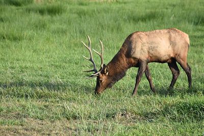 Deer grazing on field