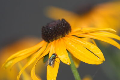 Close-up of insect on yellow flower