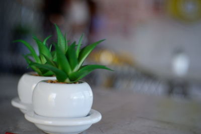 Close-up of potted plant on table