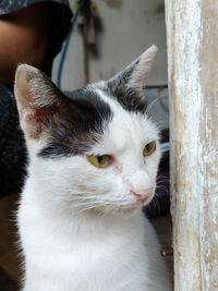 Close-up of cat looking away