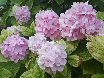 Close-up of pink hydrangea flowers