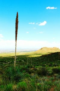 Scenic view of grassy field against cloudy sky