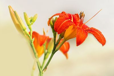 Close-up of red flowering plant against white background