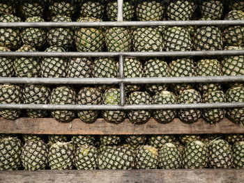 Pineapples from the fields arranged in rows on the pick-up trucks are coming to the market.