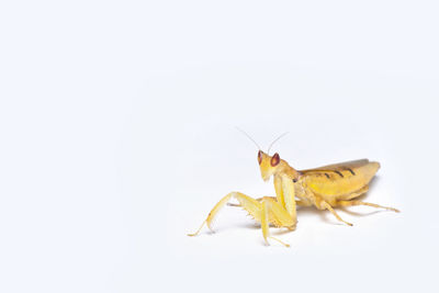 Close-up of insect over white background