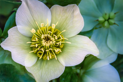 Close-up of white flowering plant