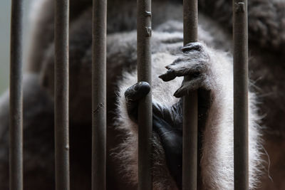 Close-up monkey in a cage, its hand holding an iron bars