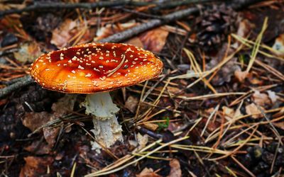 Close-up of fly agaric mushroom on field