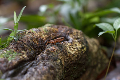 Close-up of lizard